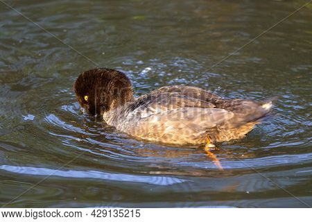 The Common Goldeneye In The Zoopark In Wisconsin