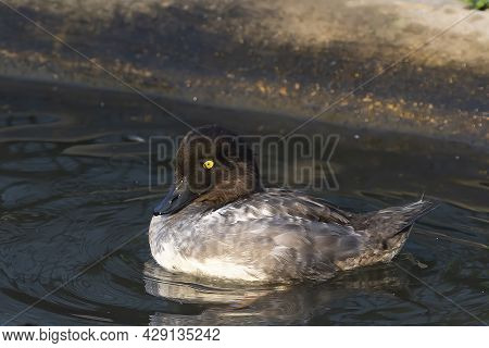The Common Goldeneye In The Zoopark In Wisconsin
