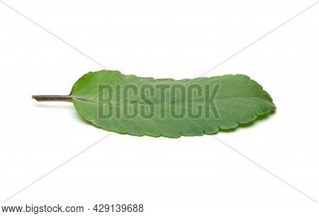 Kalanchoe Pinnata Fresh Green Leaf On An Isolated White Background