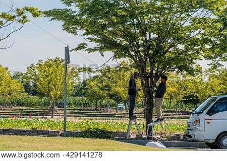 Yesan-gun, South Korea; July 30, 2021: Two Unidentified Men Working In A Tree Beside Road In Public 