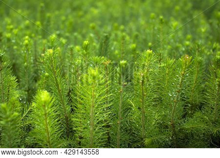 Green Seedlings Of Coniferous Trees. A Greenhouse For Growing Plants And Trees.