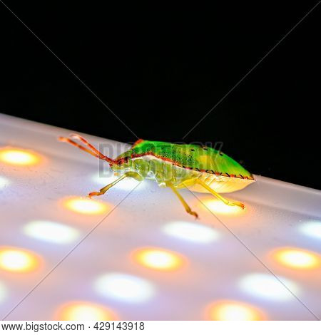 Illuminated Green Stink Bug Walking On Led Light