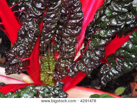 Mangold สีแดง