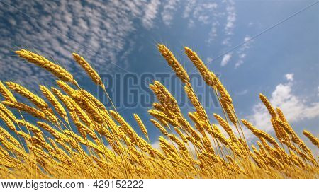 Ripe Rye Spikelets On Field At Fine Summer Day - Cg Nature 3d Illustration