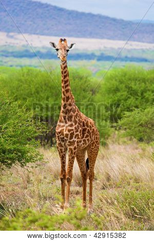 Giraf stående på græsarealer savanna. Safari i Tsavo West, Kenya, Afrika