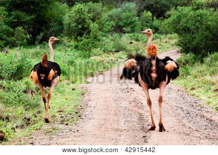 Due struzzi su strada nel bush in Africa. Safari Tsavo ovest, Kenya