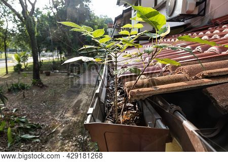 Close-up Of Clogged Roof Rain Gutter Full Of Dry Leaf And Plant Growing In It, With Selective Focus