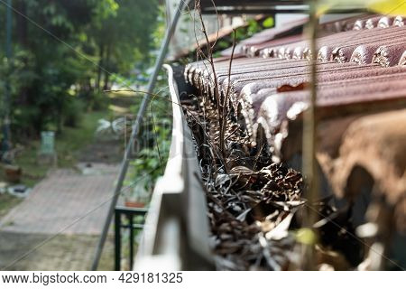 Close-up Of Clogged Roof Rain Gutter Full Of Dry Leaf And Plant Growing In It, With Selective Focus
