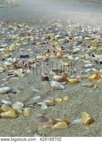 Blurred Sandy Beach With Many  Shell Of The Bivalve Mollusk