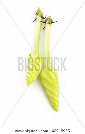 Moonflower auf weiÃŸem Hintergrund