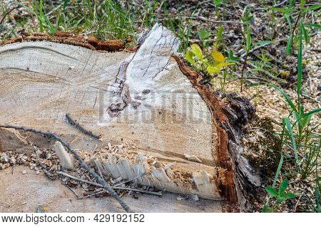 The Stump Of A Felled Tree. A Young Sprout On A Felled Tree. Cutting Down Trees. The Trunk Of A Fell