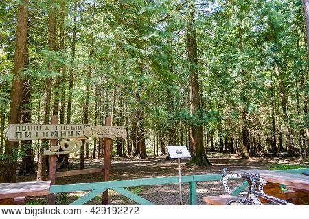 Curonian Spit, Kaliningrad Region, Russia, May 10, 2020. Nursery Of Giant Thuja. Thuja Plicata Folde
