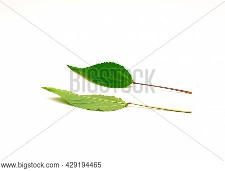 Front And Back View Of Jute Mallow Or Nalta Jute Red Egyptian Spinach Leaves Isolated On White Backg
