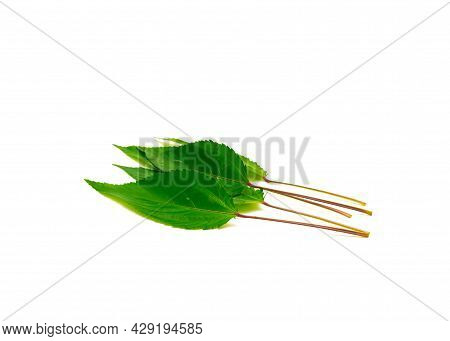 Pile Of Jute Mallow Or Nalta Jute Red Egyptian Spinach Leaf Isolated On White Background