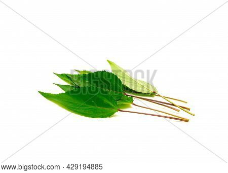 Pile Of Jute Mallow Or Nalta Jute Red Egyptian Spinach Leaf Isolated On White Background