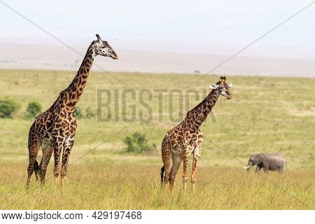 A pair of Masai giraffes, Giraffa camelopardalis tippelskirchii, the lush grass of the Masai Mara, Kenya. This is a male and female pair and an elephant can be seen in the background.