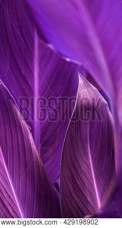 Close up of Cigar flower leaves mobile wallpaper