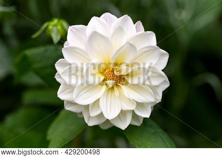 White Dahlia Pinnata Flower In Summer Cottage Garden