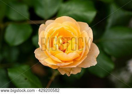 English Rosa Roald Dahl David Austin Shrub Rose Bush In Summer Cottage Garden