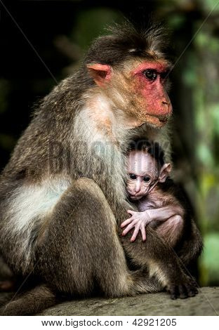 Malé baby opice sedící v náručí své matky (nazývané také rhesus opice Macacus mulatta)