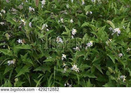 Carolina Horsenettle Flowers. Solananaceae Perennial Weed Plant.