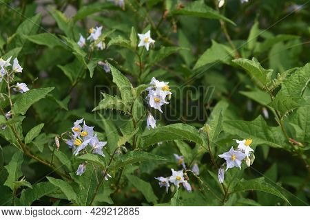 Carolina Horsenettle Flowers. Solananaceae Perennial Weed Plant.