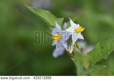 Carolina Horsenettle Flowers. Solananaceae Perennial Weed Plant.