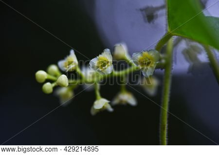 Snailseed Flowers. Menispermaceae Deciduous Vine And Toxic Plants.