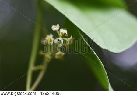 Snailseed Flowers. Menispermaceae Deciduous Vine And Toxic Plants.
