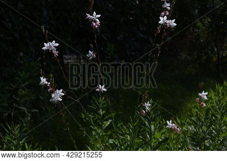White Gaura Flowers In Summer. Onagraceae Perennial Plant.