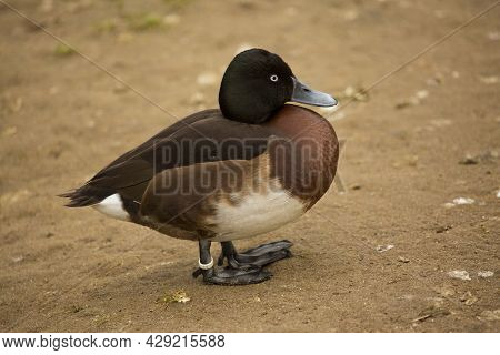 Ferruginous Duck, Ferruginous Pochard, Common White-eye, White-eyed Pochard (aythya Nyroca).