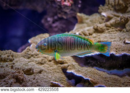 Scarus quoyi Quoy's parrotfish fish underwater in sea with corals in background
