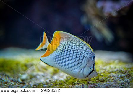 pearlscale butterflyfish Chaetodon xanthurus fish underwater in sea with corals in background