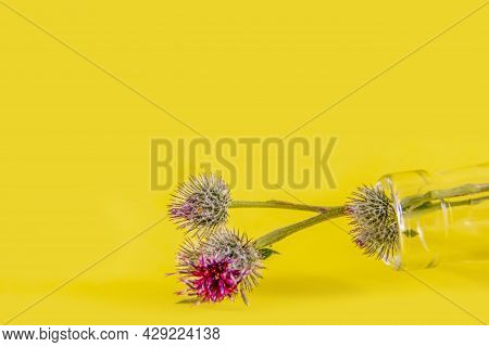 Red And Green Burdock Burdock Flower On A Green Stem Lies In A Glass Bottle