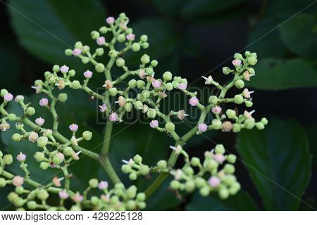 Bushkiller Flowers. Vitaceae Vine Weed.many Insects Gather In Search Of Nectar.
