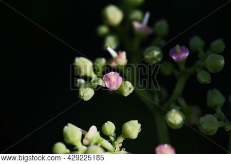 Bushkiller Flowers. Vitaceae Vine Weed.many Insects Gather In Search Of Nectar.