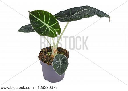 Tropical Houseplant With Botanic Name 'alocasia Reginula' In Pot Isolated On White Background