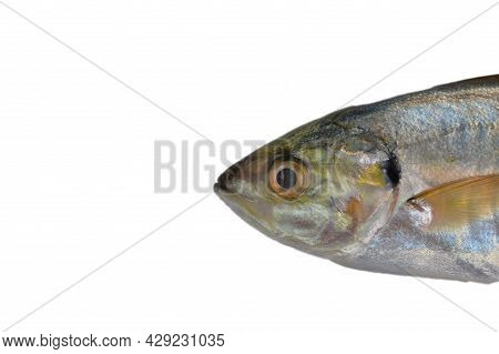 Fresh Raw Fish Called As Rastrelliger Kanagurta Or Mackerel Fish Isolated On White Background