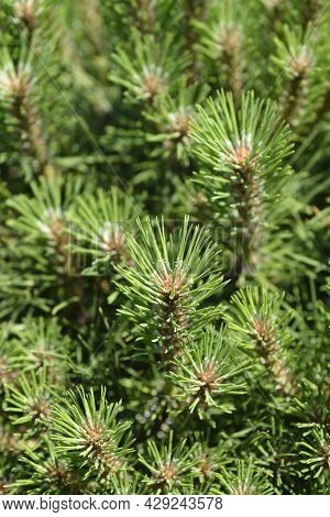 Dwarf Black Pine Pierrick Bregeon - Latin Name - Pinus  Nigraa Pierrick Bregeon