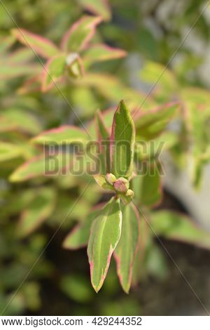 St. Johns Wort Tricolor - Latin Name - Hypericum X Moserianum Tricolor