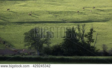 Brown Cows In Late Evening Sun Graze In Green Meadow Of Morvan Area In France Near Trees