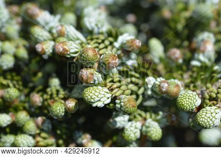 Korean Fir Kohouts Ice Breaker - Latin Name - Abies Koreana Kohouts Ice Breaker