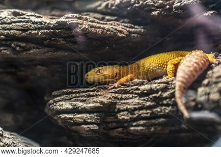 The Common Leopard Gecko , Eublepharis Macularius, Is A Ground-dwelling Lizard Native To The Rocky D