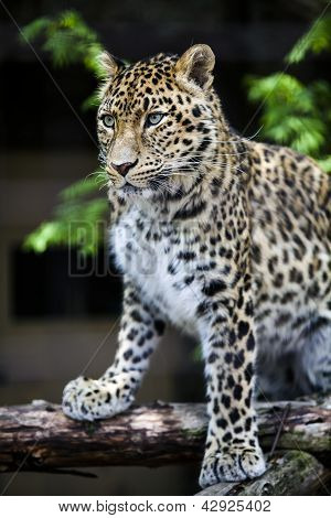 Closeup Leopard