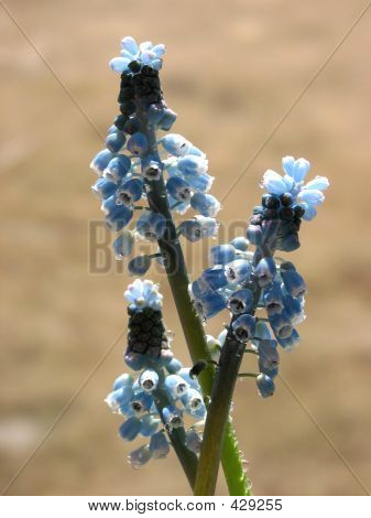 Muscari comosum