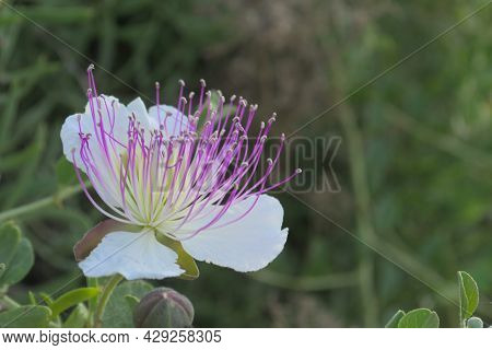 A White Flower With Large Purple Stamens.