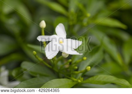 Close-up Of Gerdenia Crape Jasmine With Green Leaves Wall Background.
