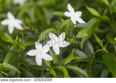 Close-up Of Gerdenia Crape Jasmine With Green Leaves Wall Background.