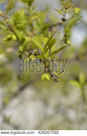 Winter Flowering Honeysuckle Branch With Unripe Fruits - Latin Name - Lonicera Fragrantissima