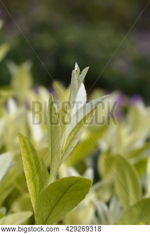 Japanes Spindle Extravaganza - Latin Name - Euonymus Japonicus Extravaganza